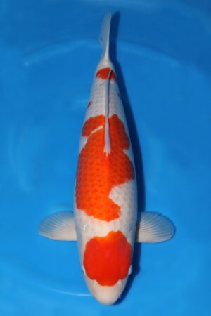 Kohaku - SK-382