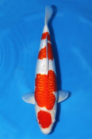 Gin Rin Kohaku - SK-430