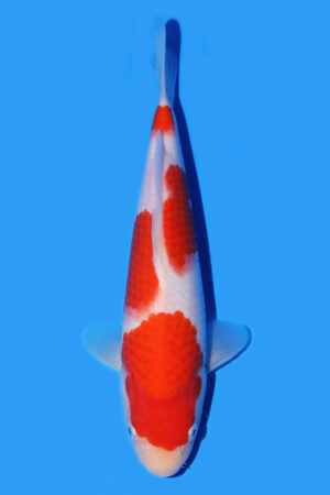 Kohaku - SK-534