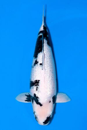 Gin Rin Shiro Utsuri - SK-763