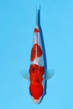 Gin Rin Sanke - SK-810