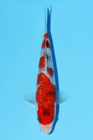 Gin Rin Sanke - SK-806