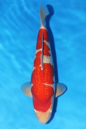 Gin Rin Kohaku - SK-737