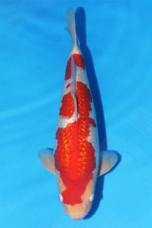 Gin Rin Kohaku - SK-738