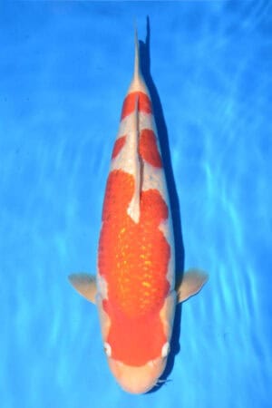 Gin Rin Kohaku - SK-750