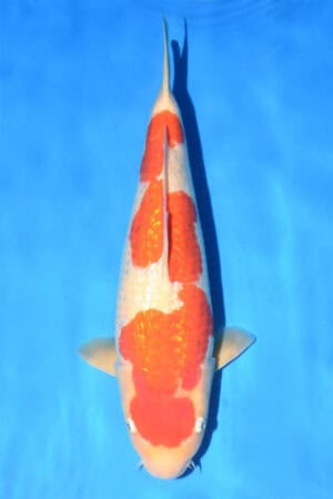 Gin Rin Kohaku - SK-751