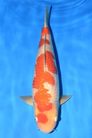 Gin Rin Kohaku - SK-753