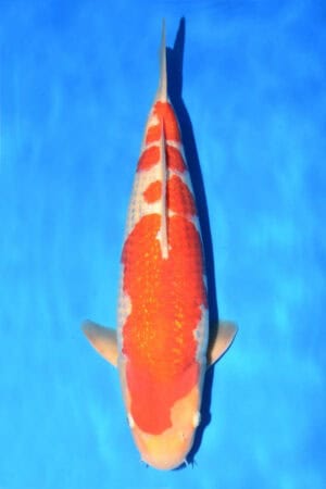 Gin Rin Kohaku - SK-757