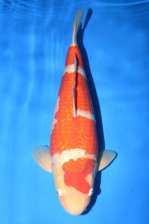 Gin Rin Kohaku - SK-761