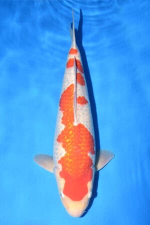 Gin Rin Kohaku - SK-762