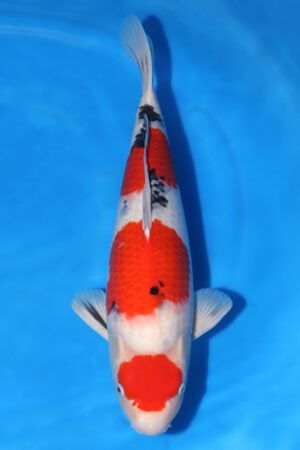 Sanke - SK-784