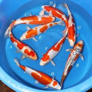 Marusaka Mix - SK-663A to H