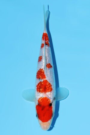 Gin Rin Sanke - SK-795