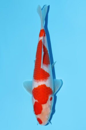 Kohaku - SK-789