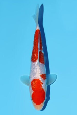 Gin Rin Kohaku - SK-793