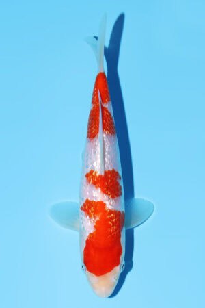 Gin Rin Kohaku - SK-794