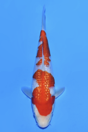 Gin Rin Kohaku - SK-823