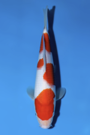Kohaku - SK-816
