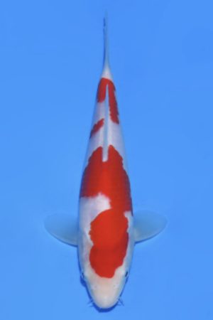 Kohaku - SK-824