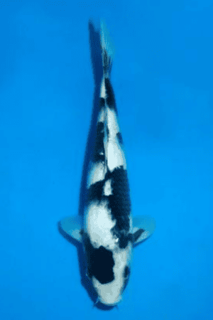 Shiro Utsuri - SK-842