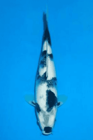 Shiro Utsuri - SK-843