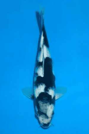 Shiro Utsuri - SK-844