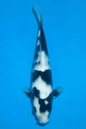 Shiro Utsuri - SK-845