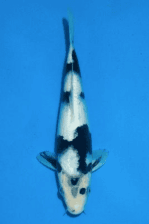 Shiro Utsuri - SK-846