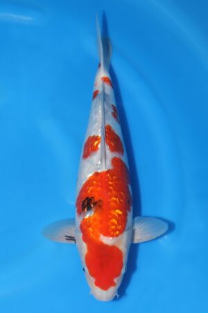 Gin Rin Showa - SK-726A