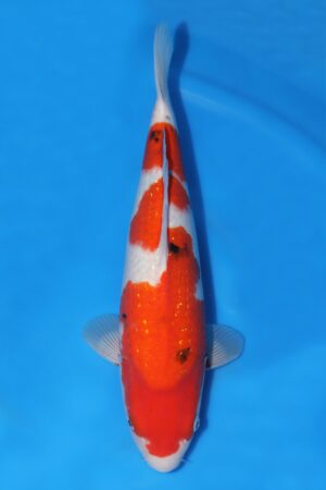 Gin Rin Sanke - SK-726B