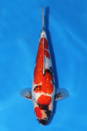 Gin Rin Showa - SK-726C