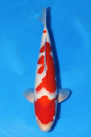 Kohaku - SK-729B