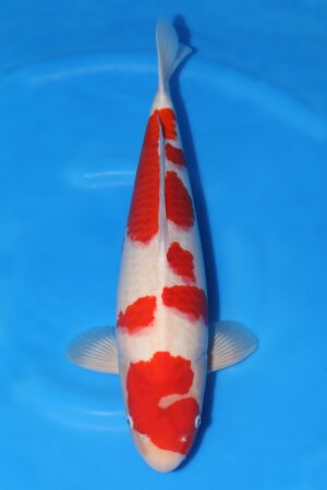 Kohaku - SK-735