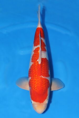 Gin Rin Kohaku - SK-737