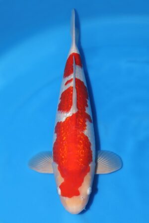 Gin Rin Kohaku - SK-738