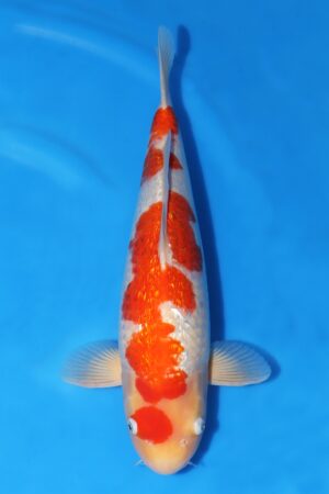 Gin Rin Kohaku - SK-753