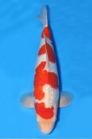 Gin Rin Kohaku - SK-758