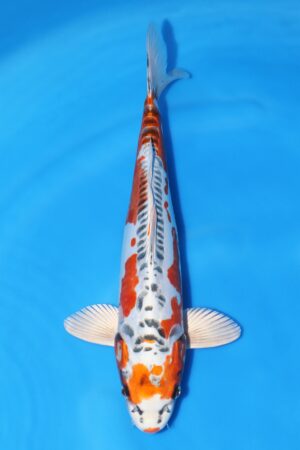 Beni Kikokuryu - SK-663B