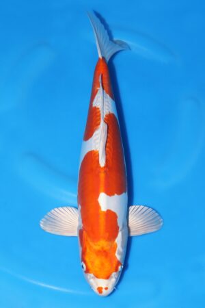 Kikusui - SK-663C