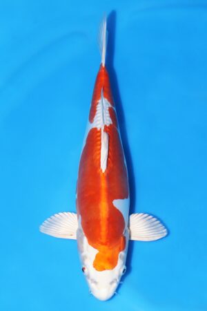 Kikusui - SK-663D
