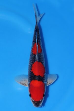 Goshiki - SK-691E