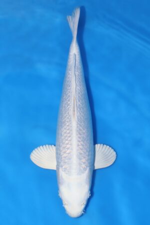 Gin Rin Platinum Ogon - SK-661E
