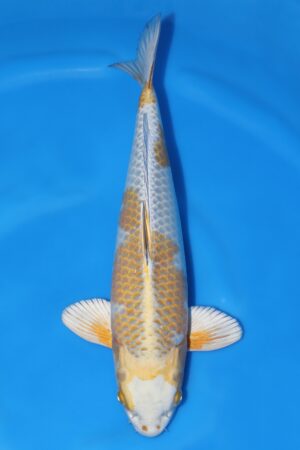 Kirin - SK-708A