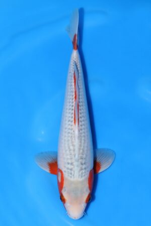 Asagi - SK-625F
