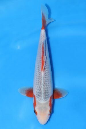 Asagi - SK-625G