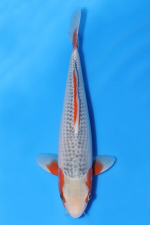 Asagi - SK-625H
