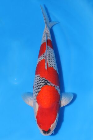 Goshiki - SK-672A