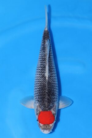 Tancho Goshiki - SK-675C