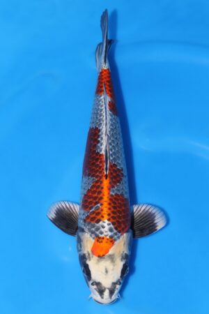 Beni Ginga - SK-674A