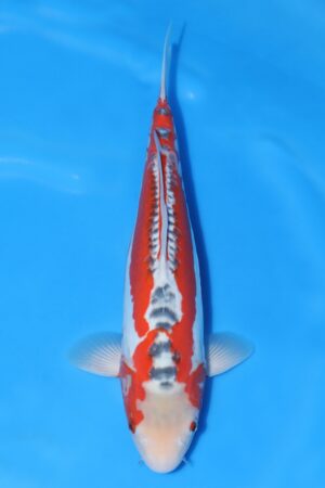 Shusui - SK-673D